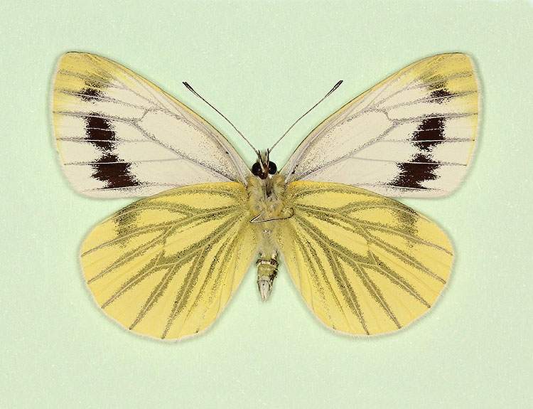Pieris napi female (aberrant form interjuncta, verso) (Internet Image property of respective owner, non-commercial use only)
